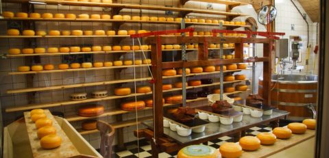 výroba sýrů